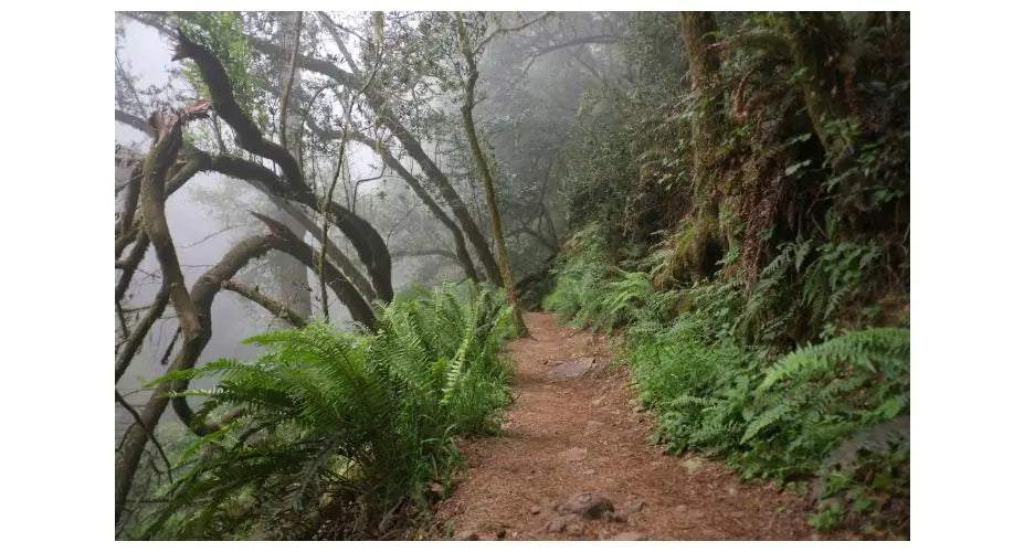 THE BEST DAY HIKES AROUND SAN FRANCISCO: 7 LOCAL FAVORITES